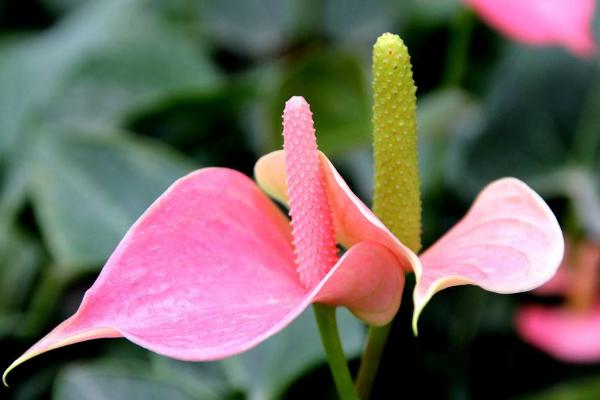 粉掌怎么澆水 粉掌爛根的處理方法