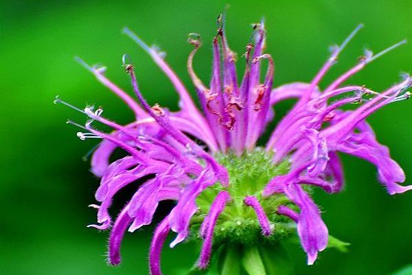 美國薄荷什么季節播種 美國薄荷繁殖方法