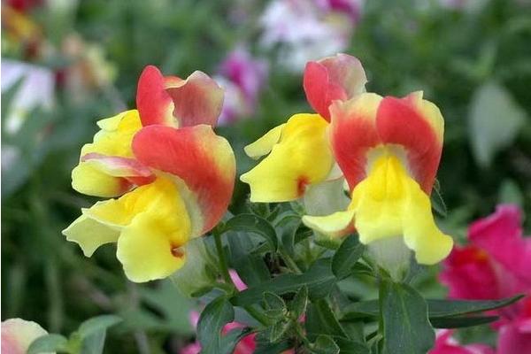 金魚草圖片大全 金魚草花語