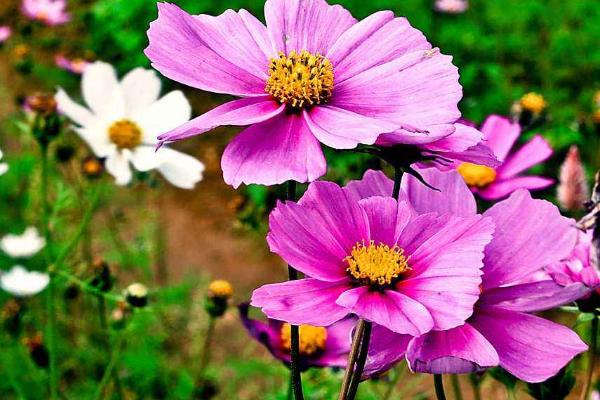 波斯菊市場價格多少錢一盆 波斯菊的養殖方法及注意事項