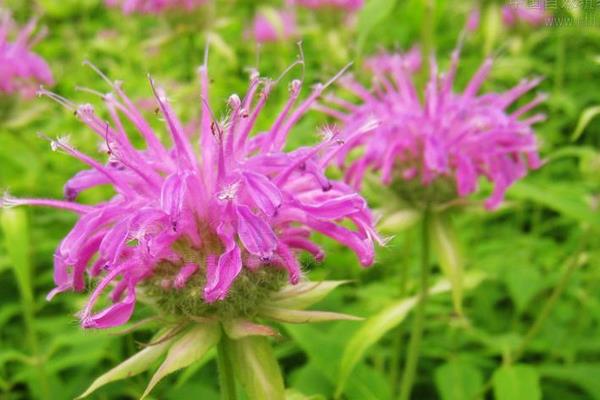 美國薄荷和普通薄荷的區別是什么  美國薄荷的作用