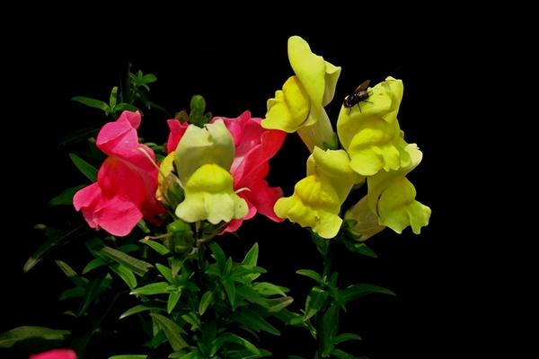 金魚草怎么養 金魚草的養殖方法與注意事項