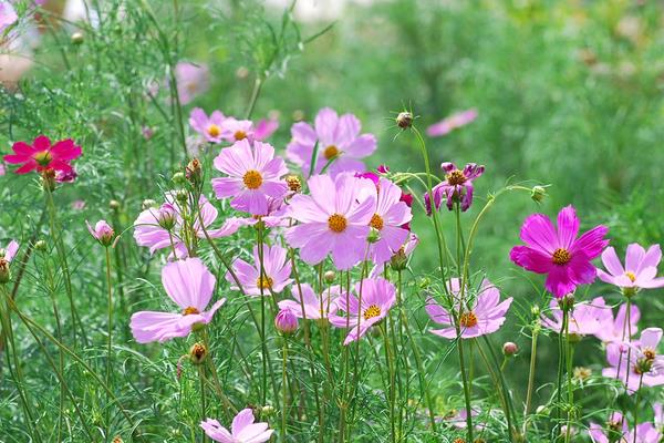 波斯菊家庭陽臺盆栽養殖方法 波斯菊幾天發芽