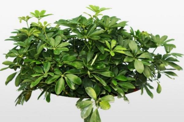 搖錢樹放在家庭哪個位置對風水好 搖錢樹有什么作用