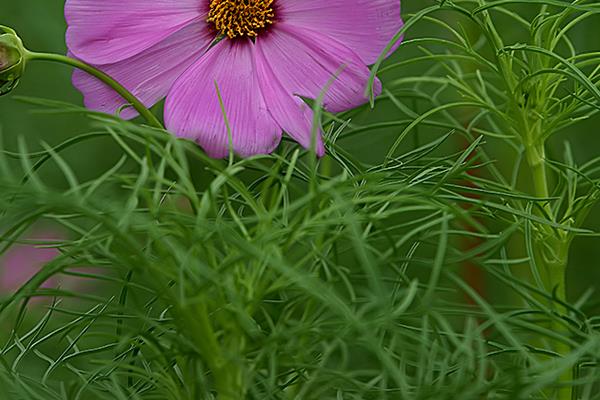 波斯菊家庭陽臺盆栽養殖方法 波斯菊幾天發芽