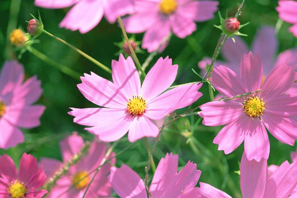 波斯菊家庭陽臺盆栽養殖方法 波斯菊幾天發芽