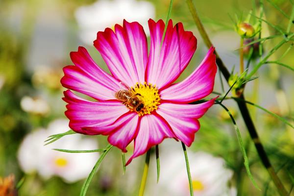 波斯菊家庭陽臺盆栽養殖方法 波斯菊幾天發芽