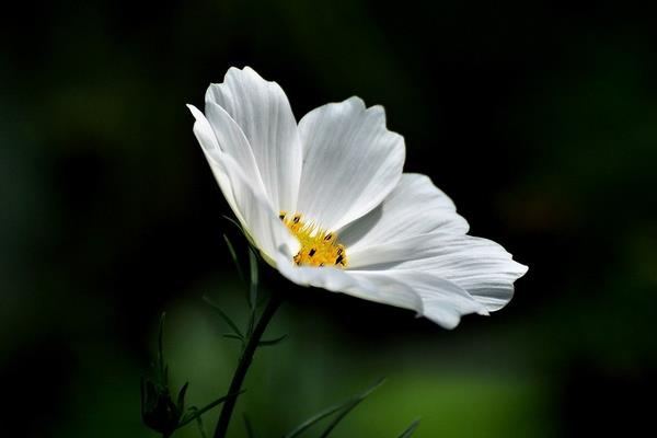 波斯菊家庭陽臺盆栽養殖方法 波斯菊幾天發芽