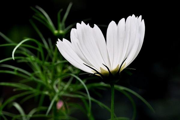 波斯菊家庭陽臺盆栽養殖方法 波斯菊幾天發芽