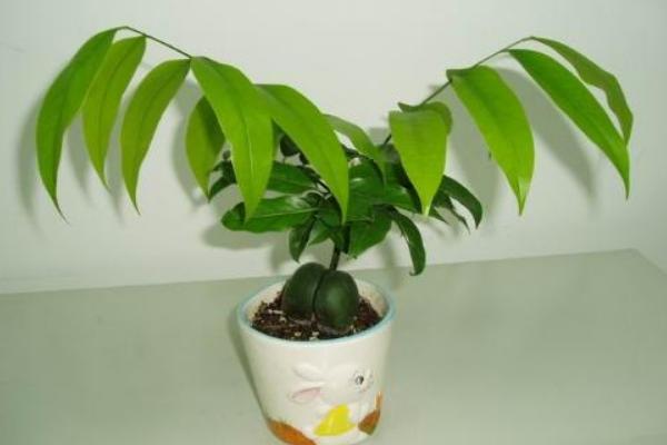 綠元寶吸甲醛嗎 綠元寶能凈化空氣嗎