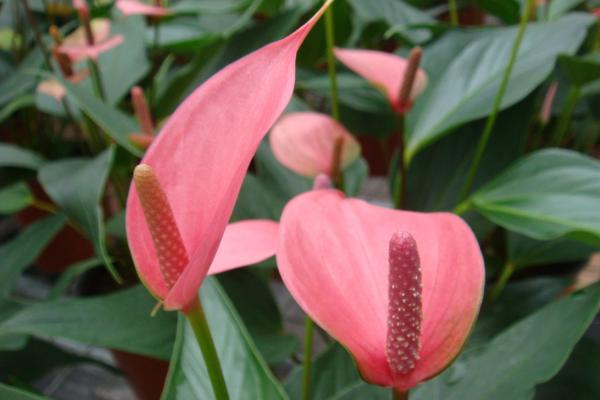 粉掌、紅掌、白掌的區別是什么 粉掌的養殖方法和注意事項