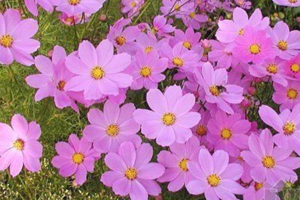 波斯菊是格桑花嗎 波斯菊和格桑花的區別是什么