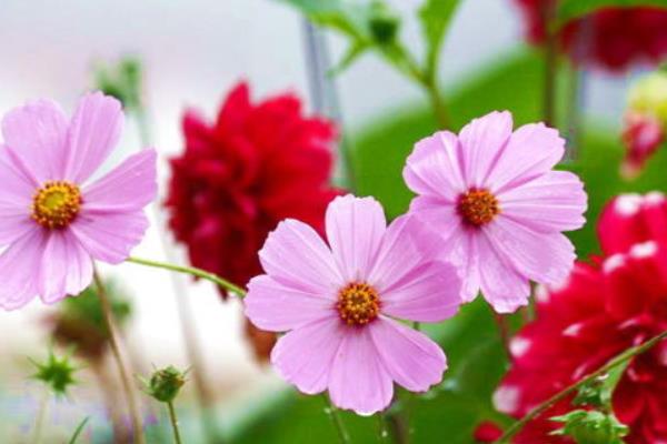 波斯菊是格桑花嗎 波斯菊和格桑花的區別是什么