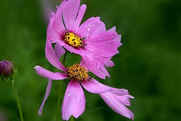 波斯菊是格桑花嗎 波斯菊和格桑花的區別是什么