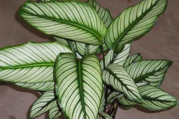 雙線竹芋有哪些作用 雙線竹芋市場應用價值