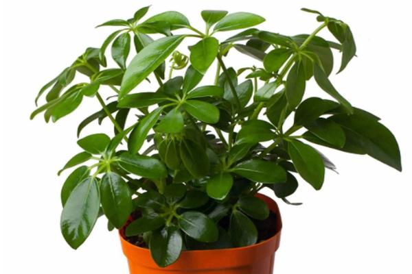 搖錢樹葉子發黃掉落原因及解決辦法 搖錢樹怎么繁殖