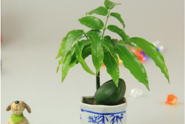 綠元寶有毒嗎 綠元寶能放在家庭臥室養嗎