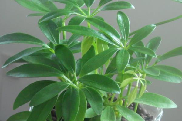 搖錢樹種子怎么種 搖錢樹苗幾月種