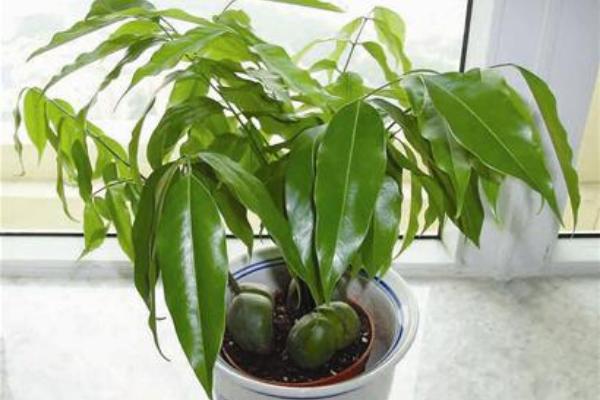 綠元寶種子市場價格多少錢一斤 綠元寶如何播種