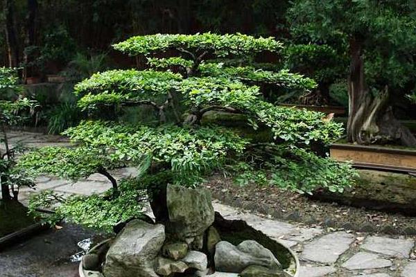 搖錢樹作用與市場價(jià)值  搖錢樹怎么擺放有利于風(fēng)水