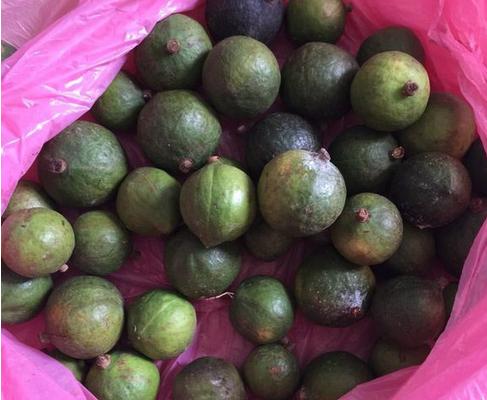 綠元寶種子市場(chǎng)價(jià)格多少錢(qián)一斤 綠元寶如何播種