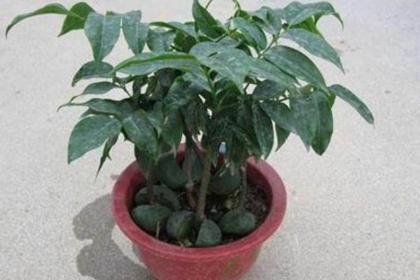 綠元寶種子市場(chǎng)價(jià)格多少錢(qián)一斤 綠元寶如何播種