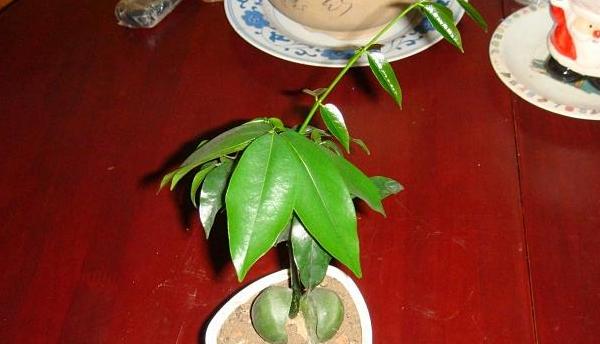 綠元寶種子市場(chǎng)價(jià)格多少錢(qián)一斤 綠元寶如何播種