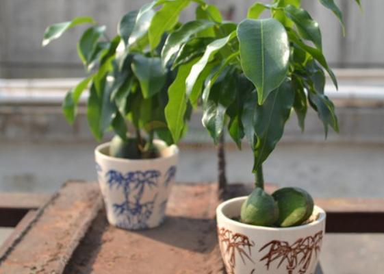 綠元寶種子市場(chǎng)價(jià)格多少錢(qián)一斤 綠元寶如何播種