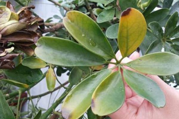 搖錢樹葉子發黃掉落原因及解決辦法 搖錢樹怎么繁殖