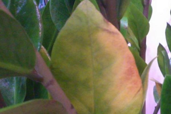 搖錢樹葉子發黃掉落原因及解決辦法 搖錢樹怎么繁殖