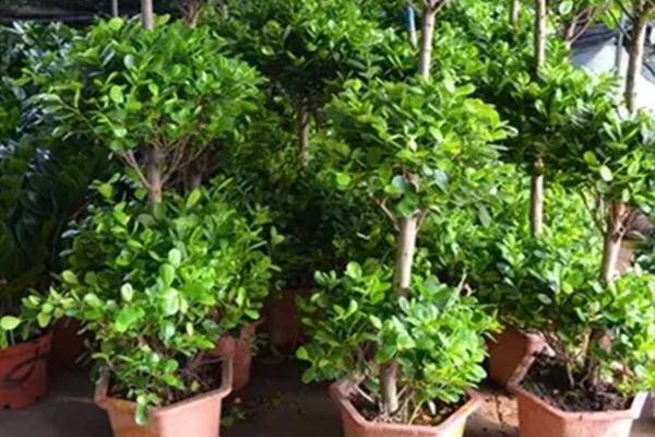 搖錢樹葉子發黃掉落原因及解決辦法 搖錢樹怎么繁殖