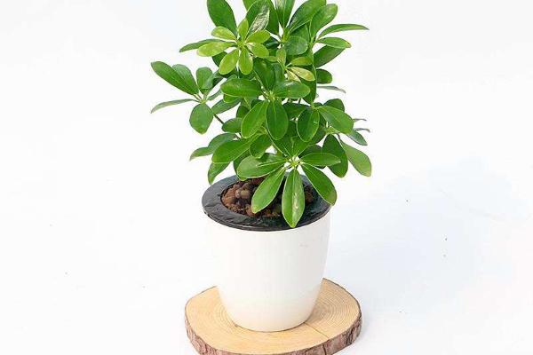 搖錢樹葉子發黃掉落原因及解決辦法 搖錢樹怎么繁殖