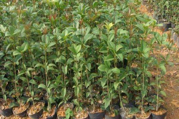 搖錢樹葉子發黃掉落原因及解決辦法 搖錢樹怎么繁殖