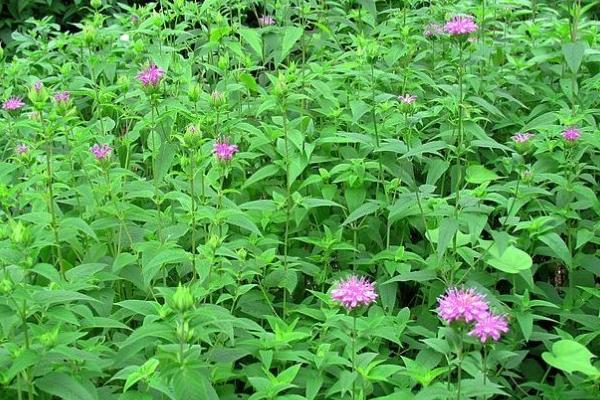 美國薄荷能吃嗎 美國薄荷葉片有毒嗎