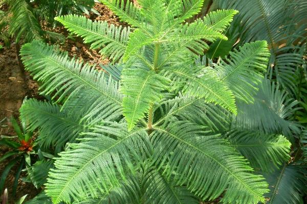 南洋杉種子市場價格多少錢一斤 南洋杉的作用