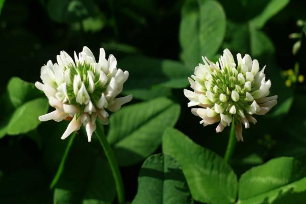 白車軸草有毒嗎 白車軸草可以吃嗎