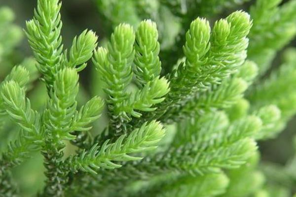 南洋杉種子市場價格多少錢一斤 南洋杉的作用