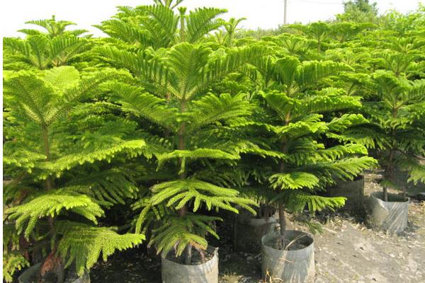 南洋杉種子市場價格多少錢一斤 南洋杉的作用