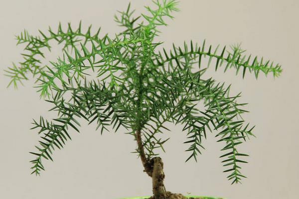 南洋杉種子市場價格多少錢一斤 南洋杉的作用