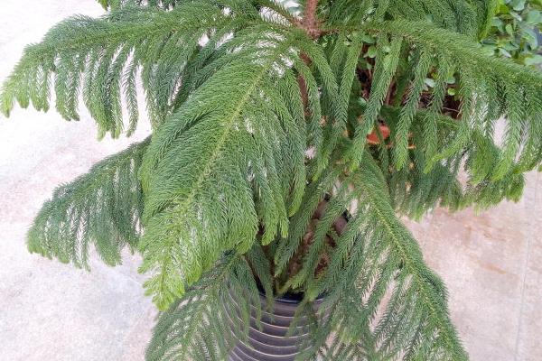 南洋杉種子市場價格多少錢一斤 南洋杉的作用