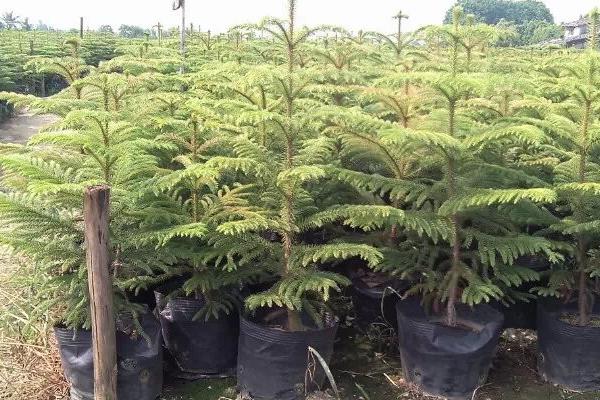 南洋杉種子市場價格多少錢一斤 南洋杉的作用