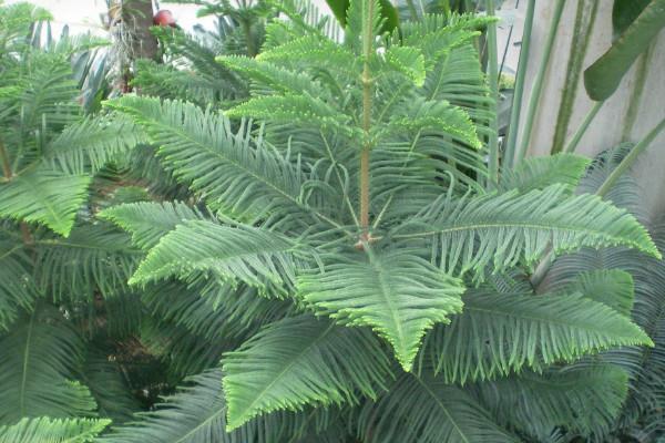 南洋杉是風水樹嗎 南洋杉放家庭哪個地方好（風水禁忌）