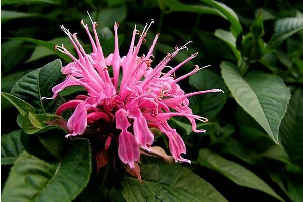 美國薄荷圖片大全 美國薄荷的品種