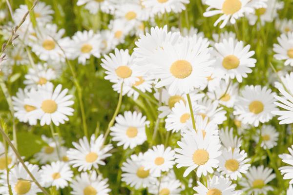 雛菊干花怎么制作  雛菊的功效和作用