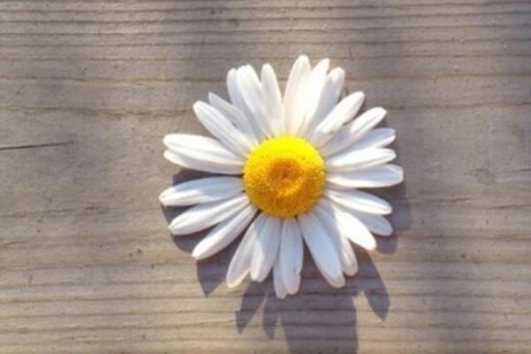 雛菊有哪些品種 綠色的小雛菊叫什么