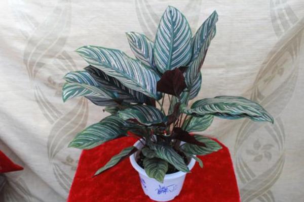 雙線竹芋多久澆一次水 雙線竹芋澆水的方法及注意事項