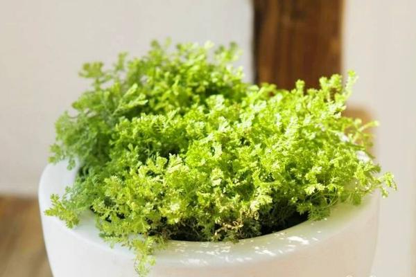 翠云草怎么澆水（多久澆一次） 翠云草繁殖方法