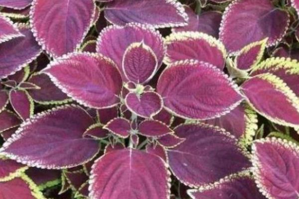 紫蘇水怎么用 紫蘇葉煮水的功效與作用