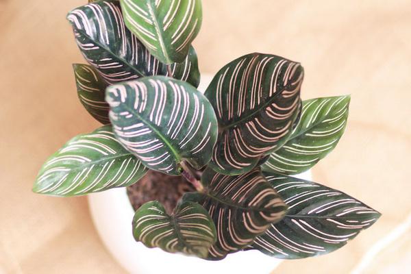 雙線竹芋市場價格多少錢一盆 雙線竹芋會開花嗎