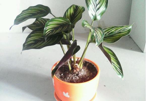 雙線竹芋市場價格多少錢一盆 雙線竹芋會開花嗎